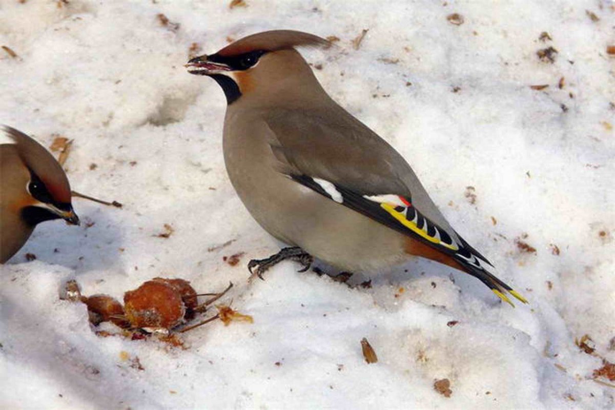Архангельский Снегирь