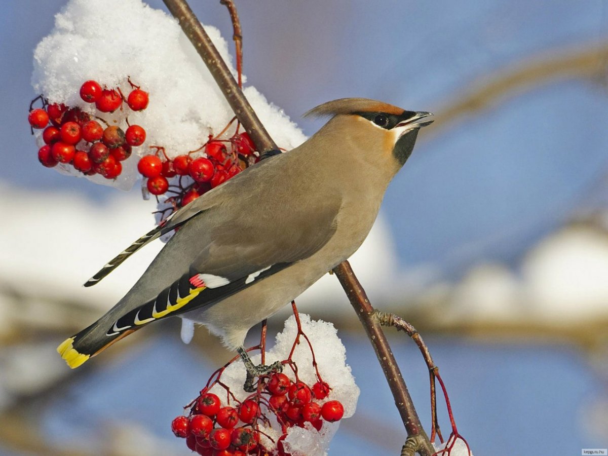 Свиристели Райские птицы
