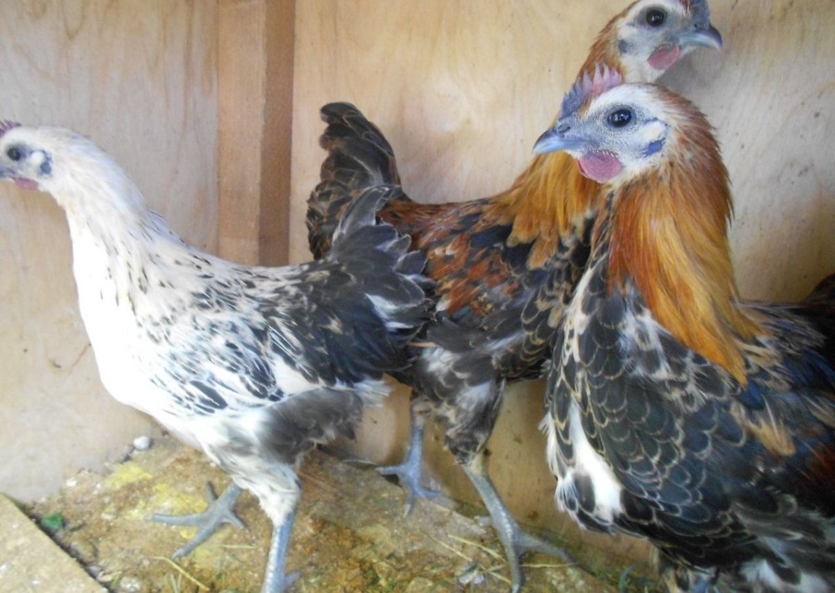 Лакеданзи порода кур