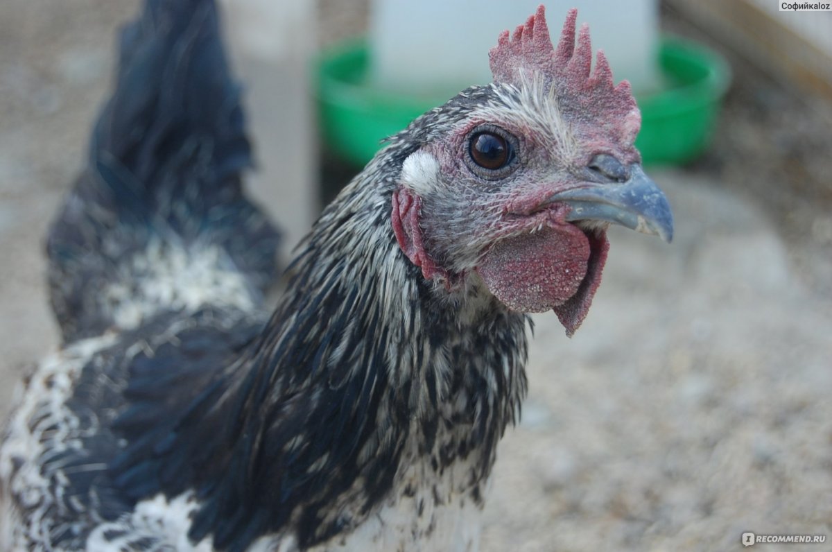 Лакеданзи Петушки