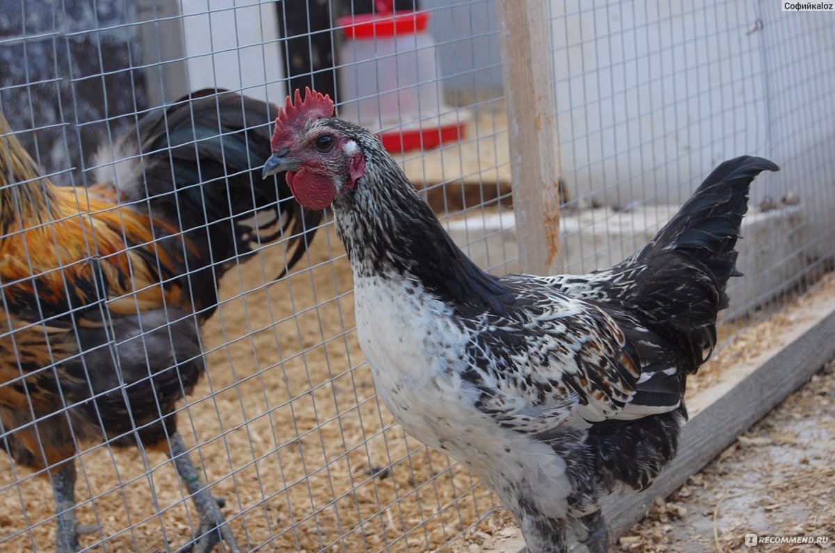 Белый Лакеданзи