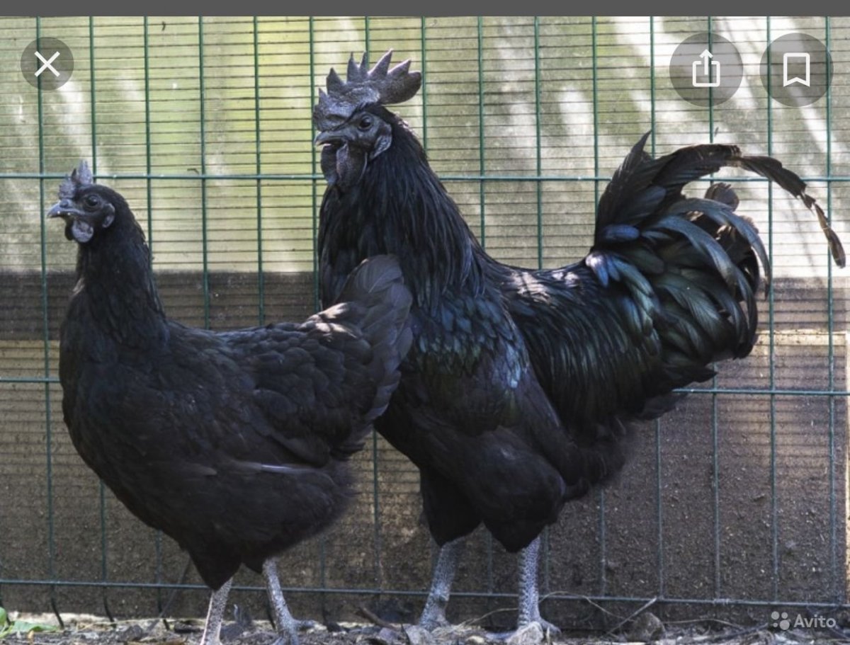 Порода кур уехейилюи