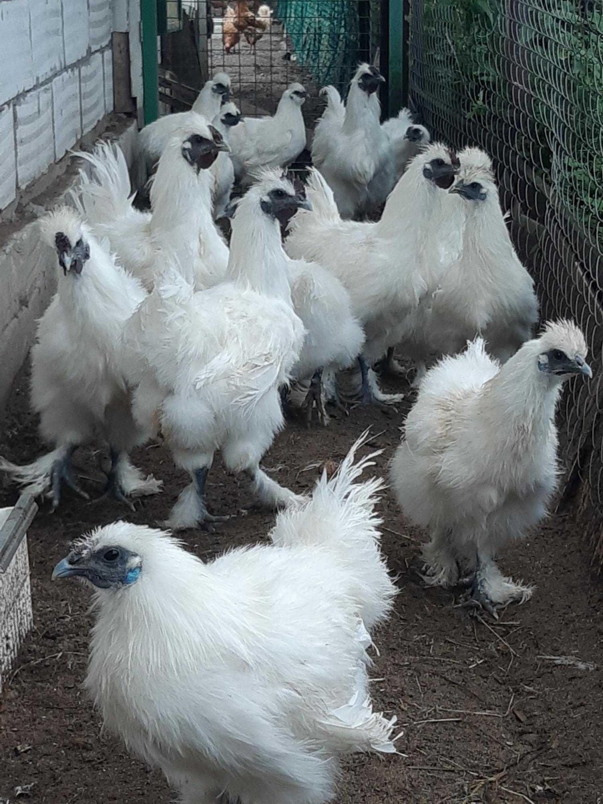 Лакендази порода