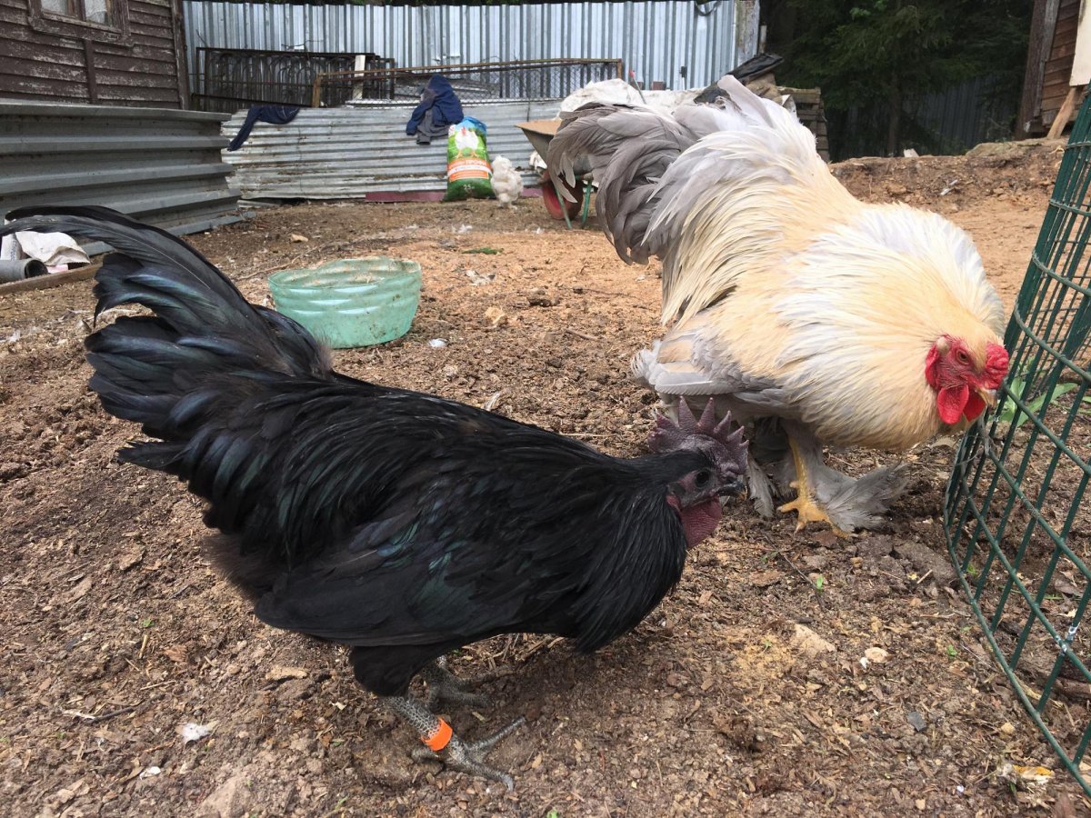 Куры Ухейилюй и Лакеданзи