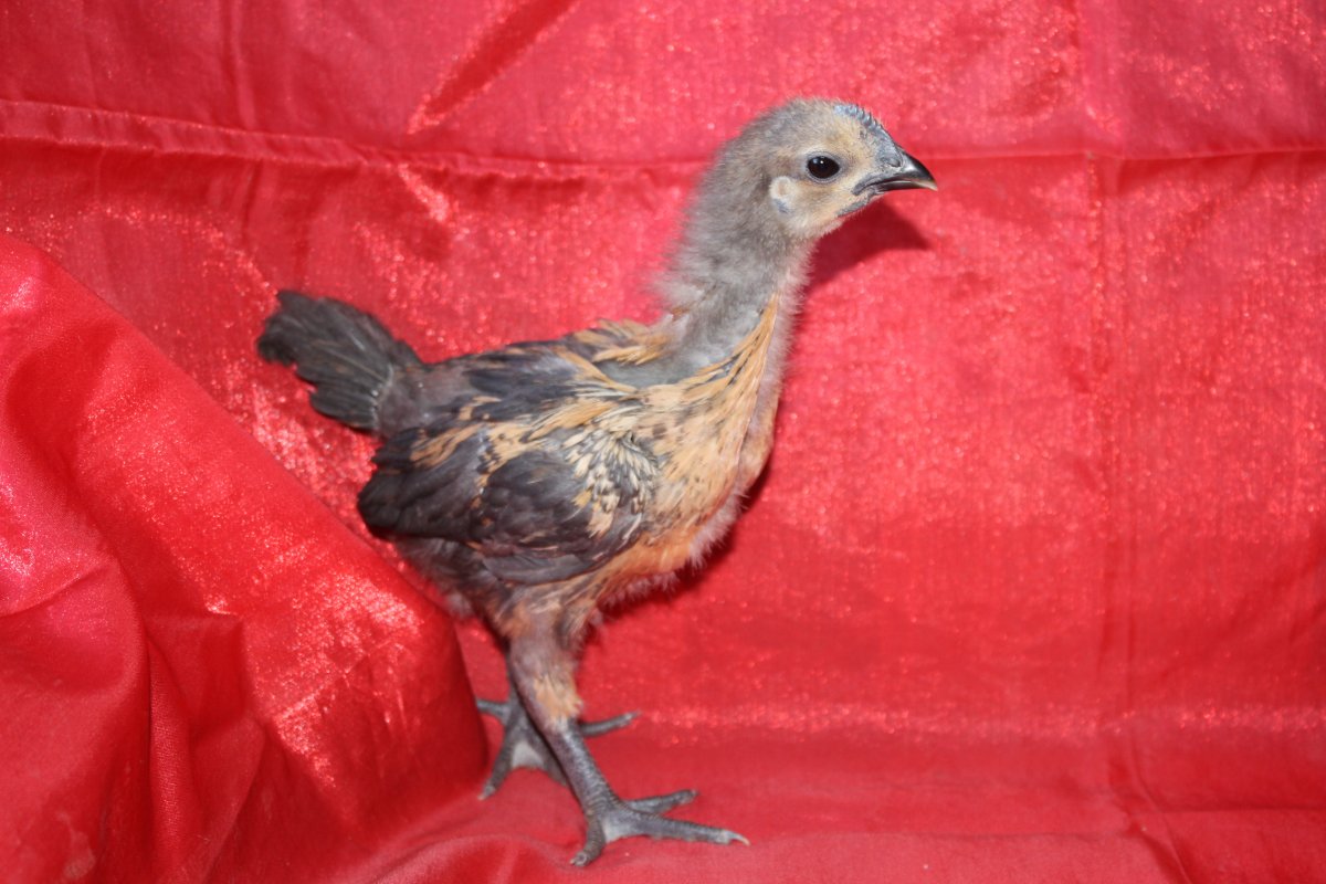 Куры Ухейилюй и Лакеданзи