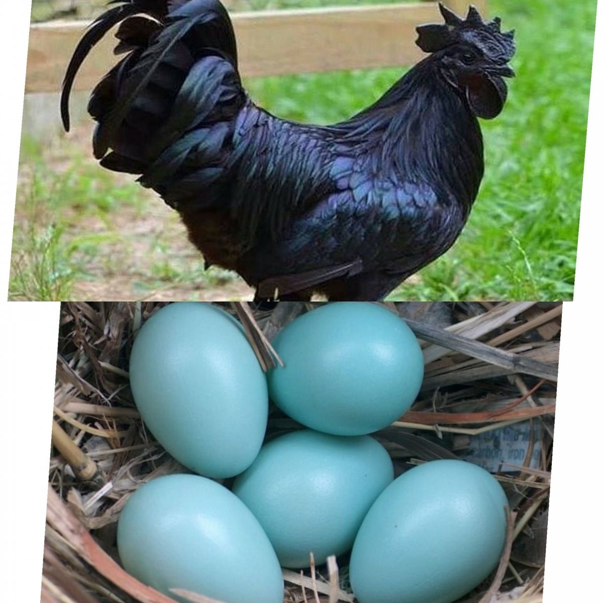 Аям Цемани порода яйцо