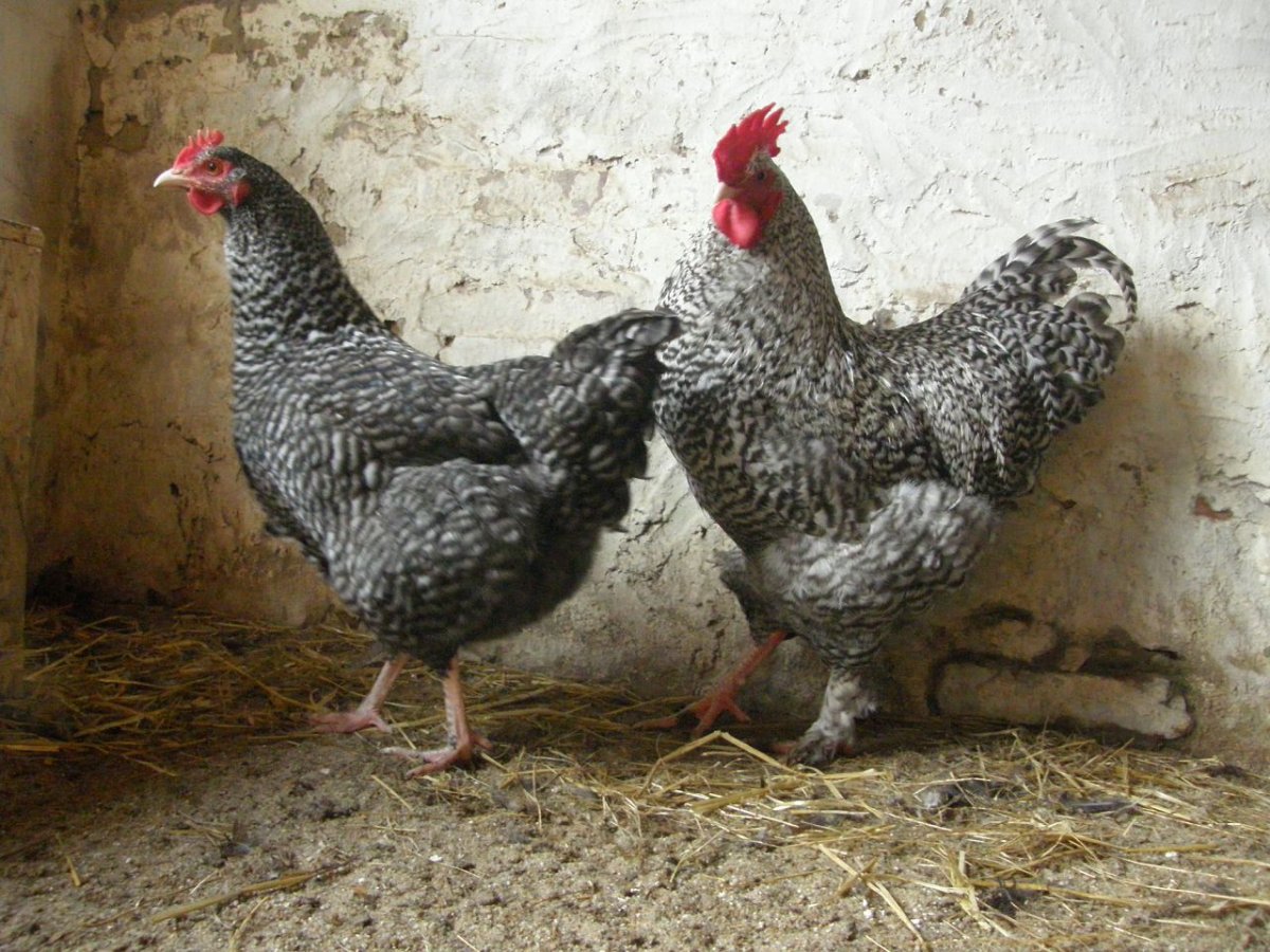 Куры Маран серебро