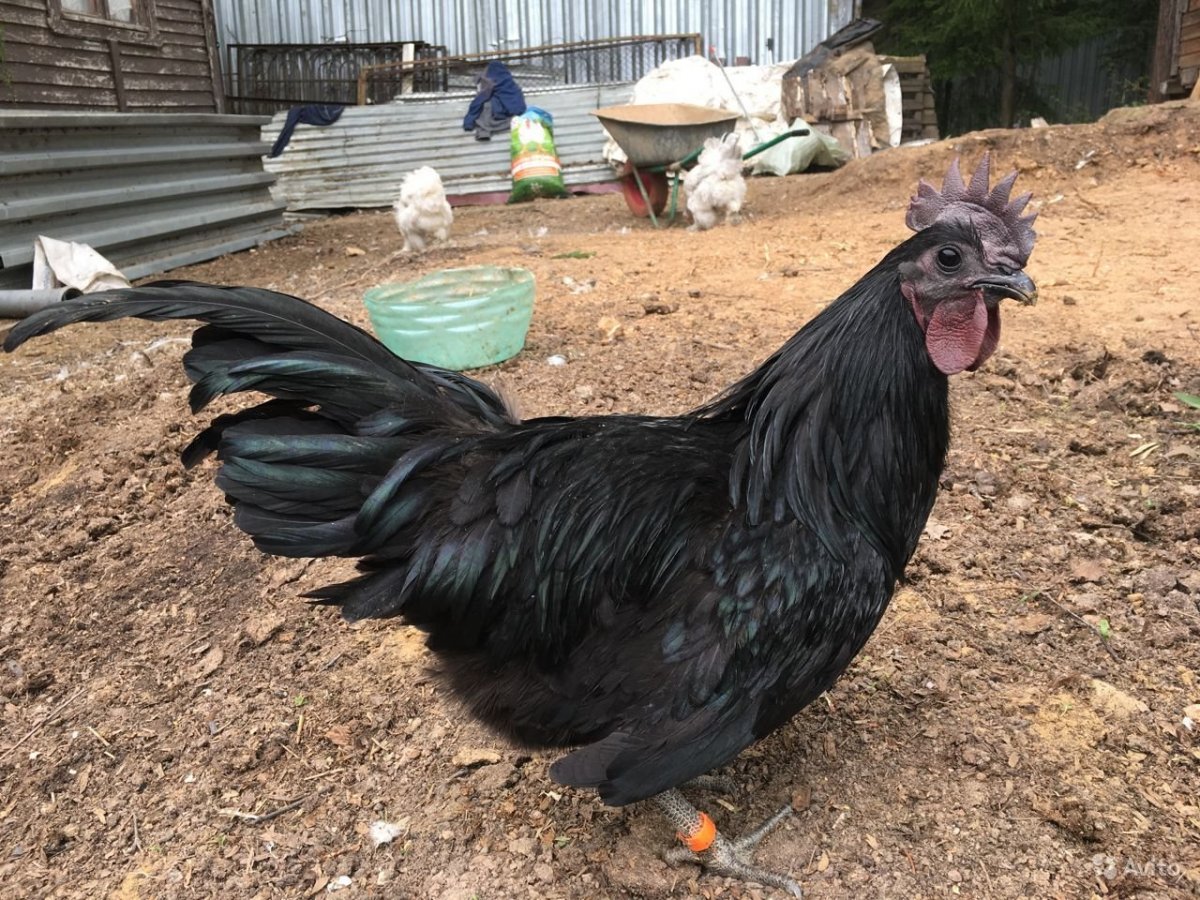 Лакеданзи и Маранов