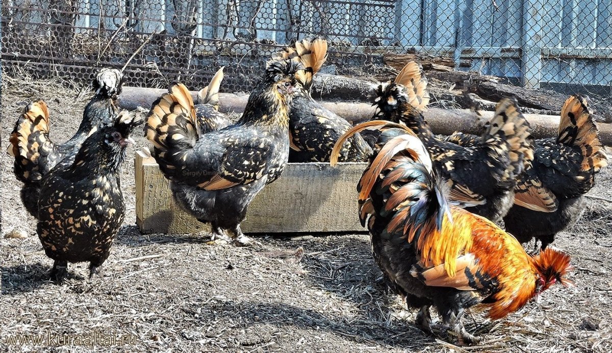 Куры Маран черно медный