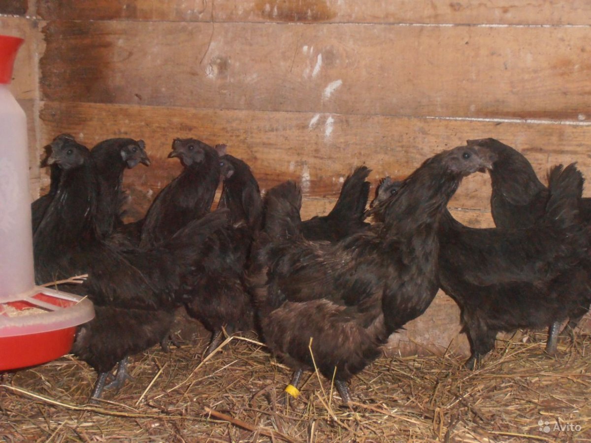 Куры Ухейилюй и Лакеданзи