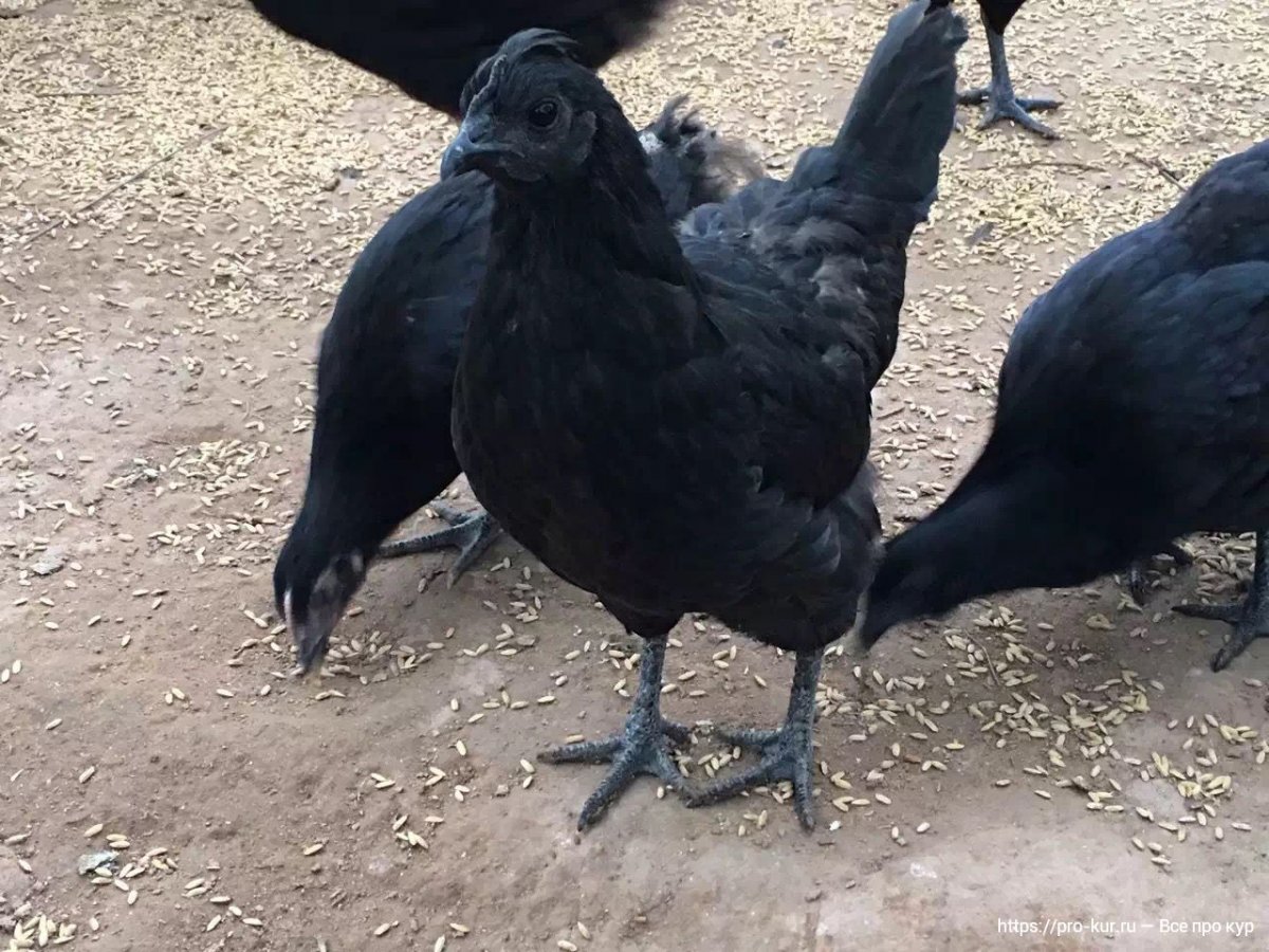 Ухейилюй порода кур