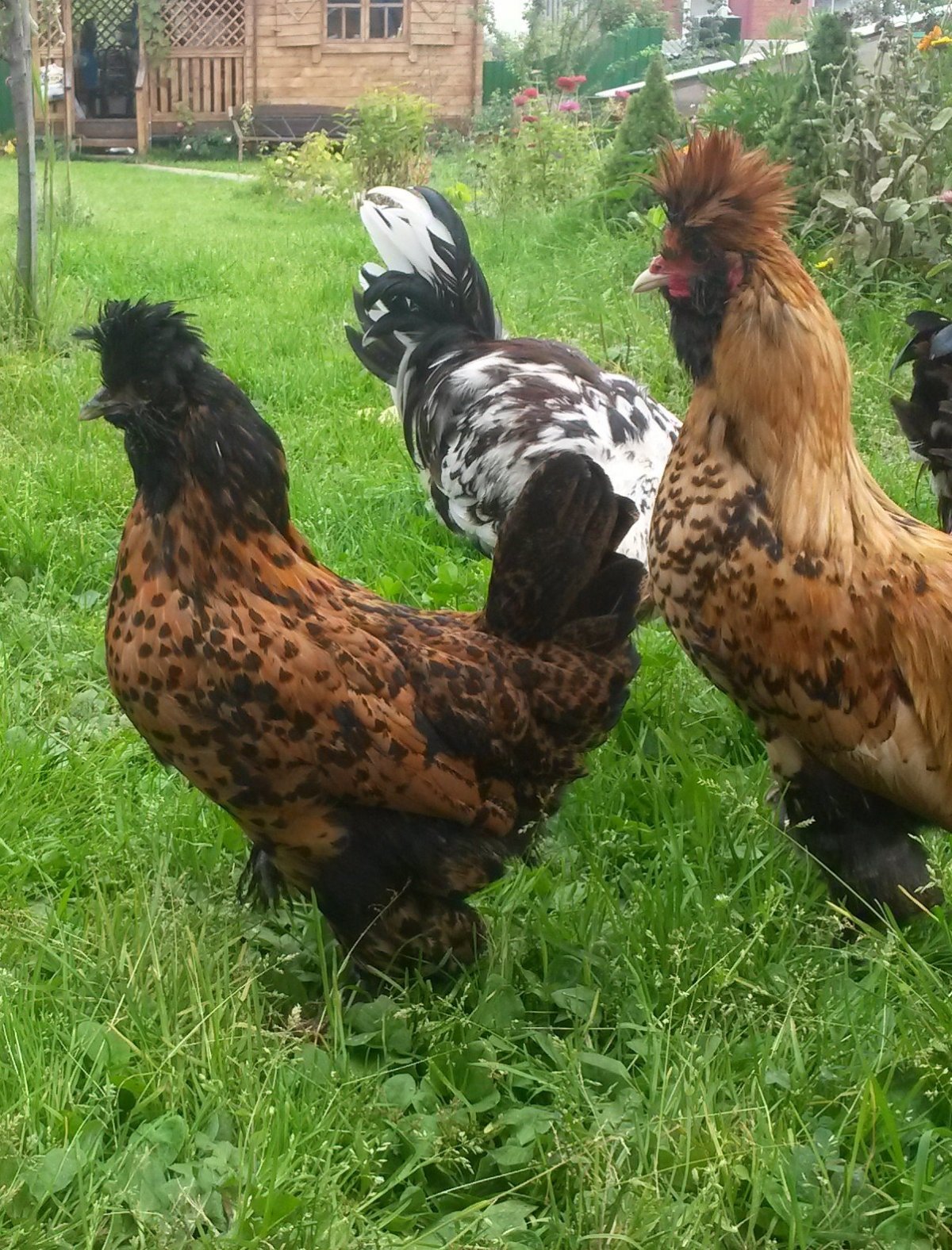 Лакендази порода