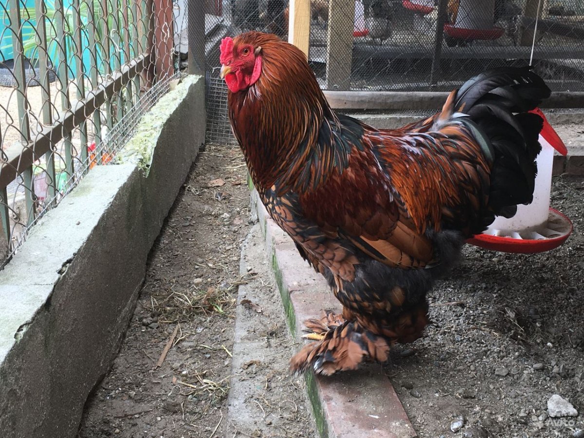 Люкеданзи куры