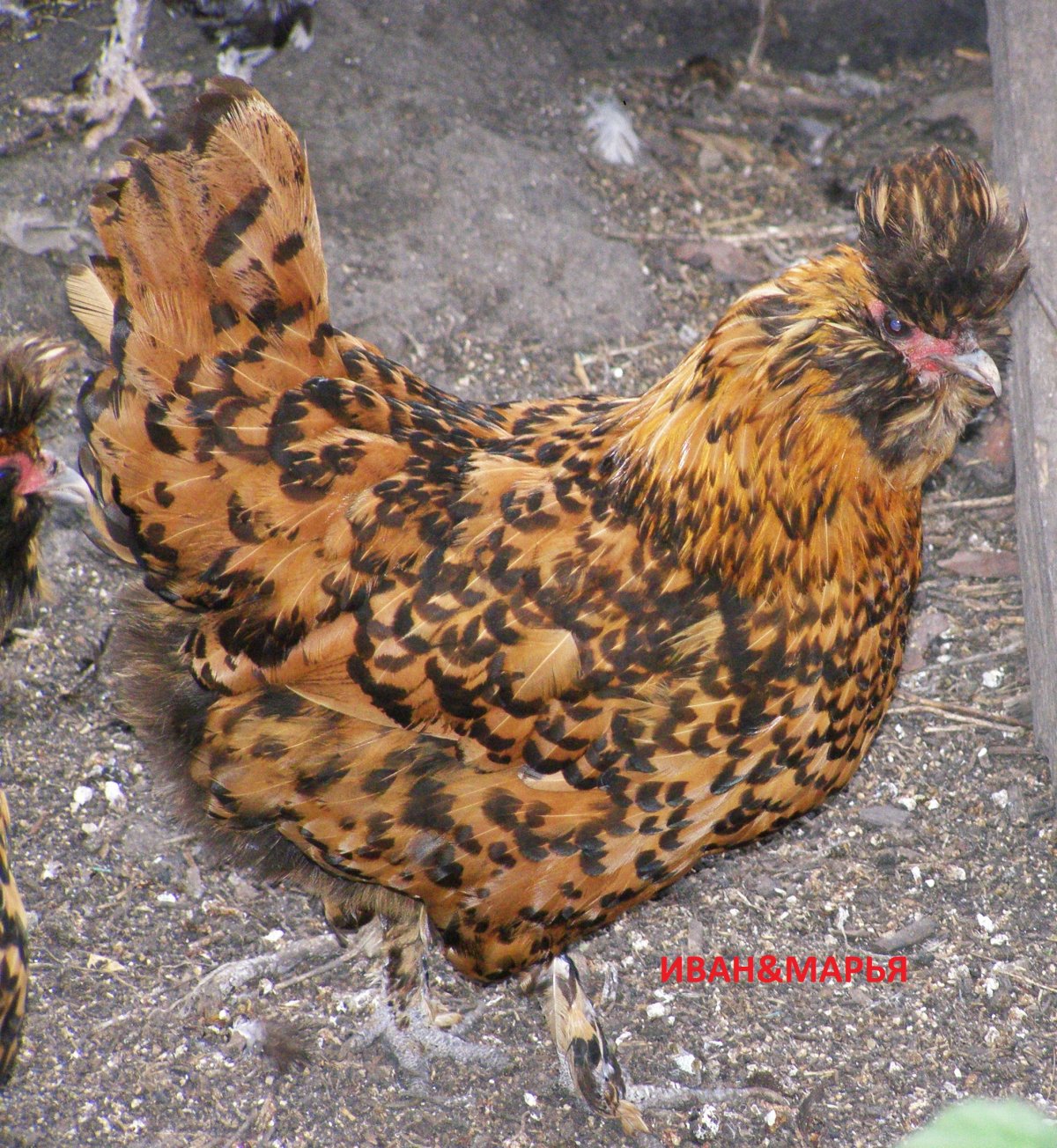 Курица Павловская хохлатая