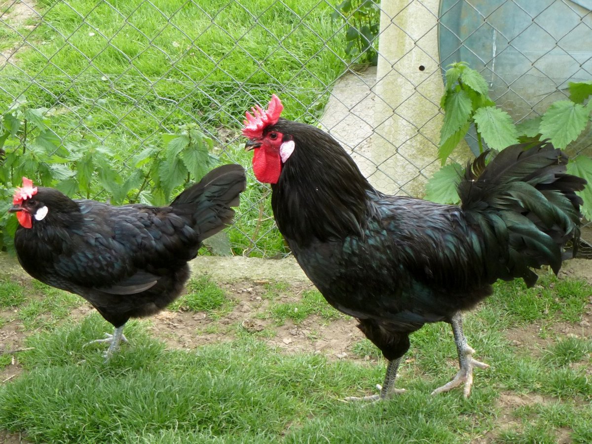 Грюнлегер порода кур