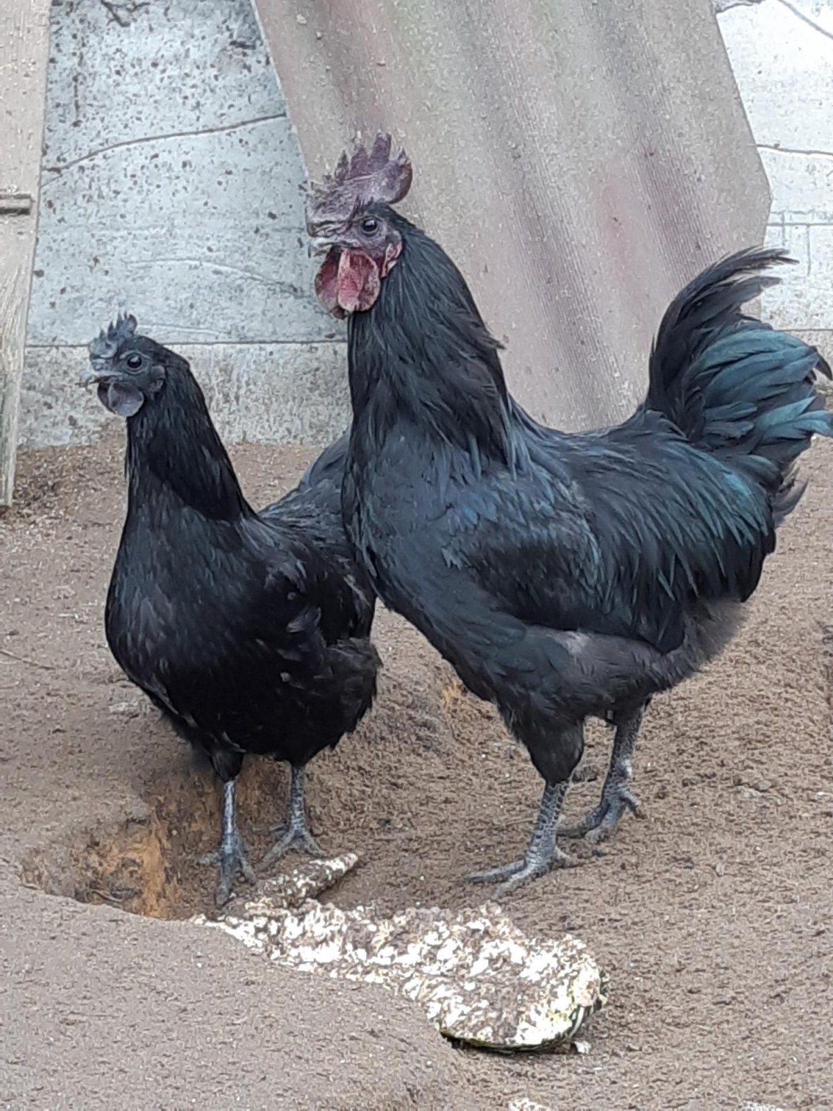 Лакеданзи и Ухейилюй