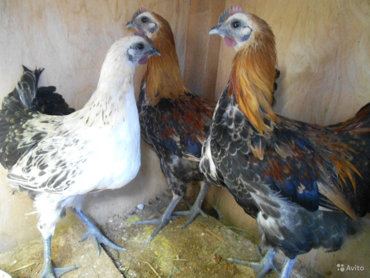 Куры Лакеданзи пшеница