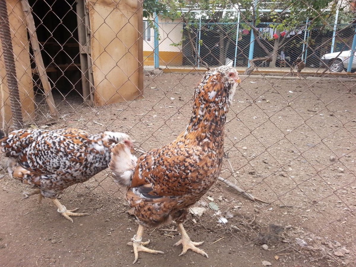 Люйкенданьцзы порода кур