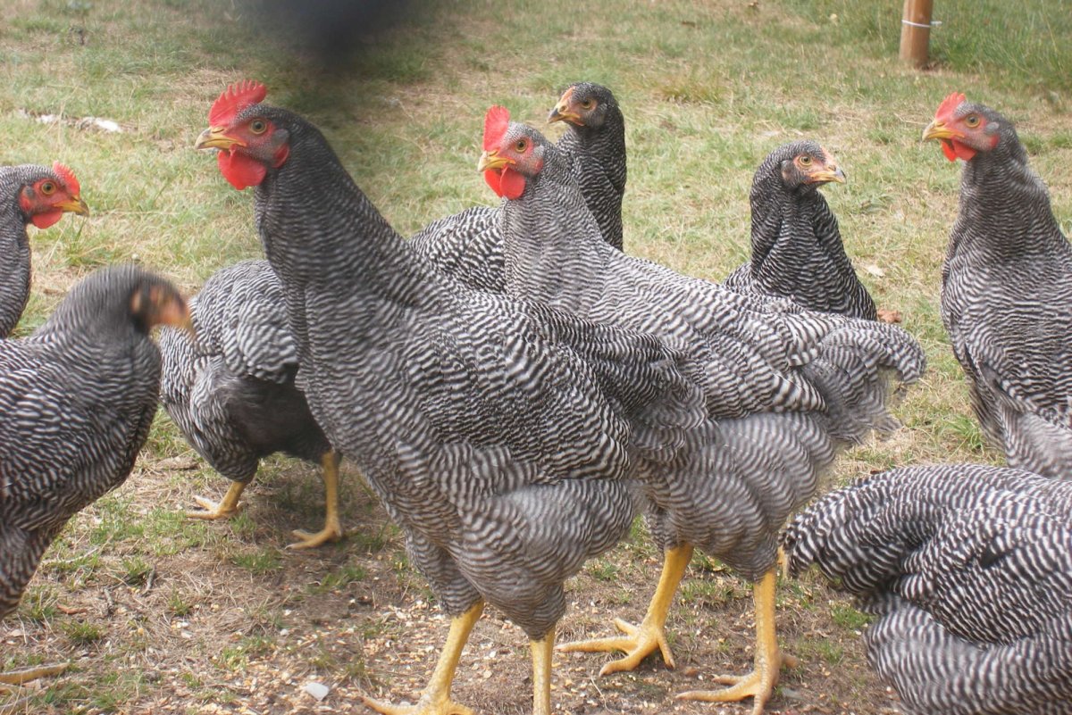 Доминант плимутрок