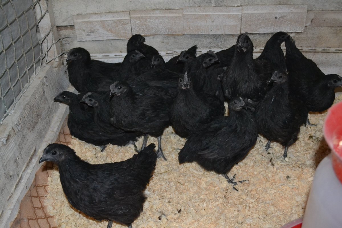 Ухейилюй порода кур