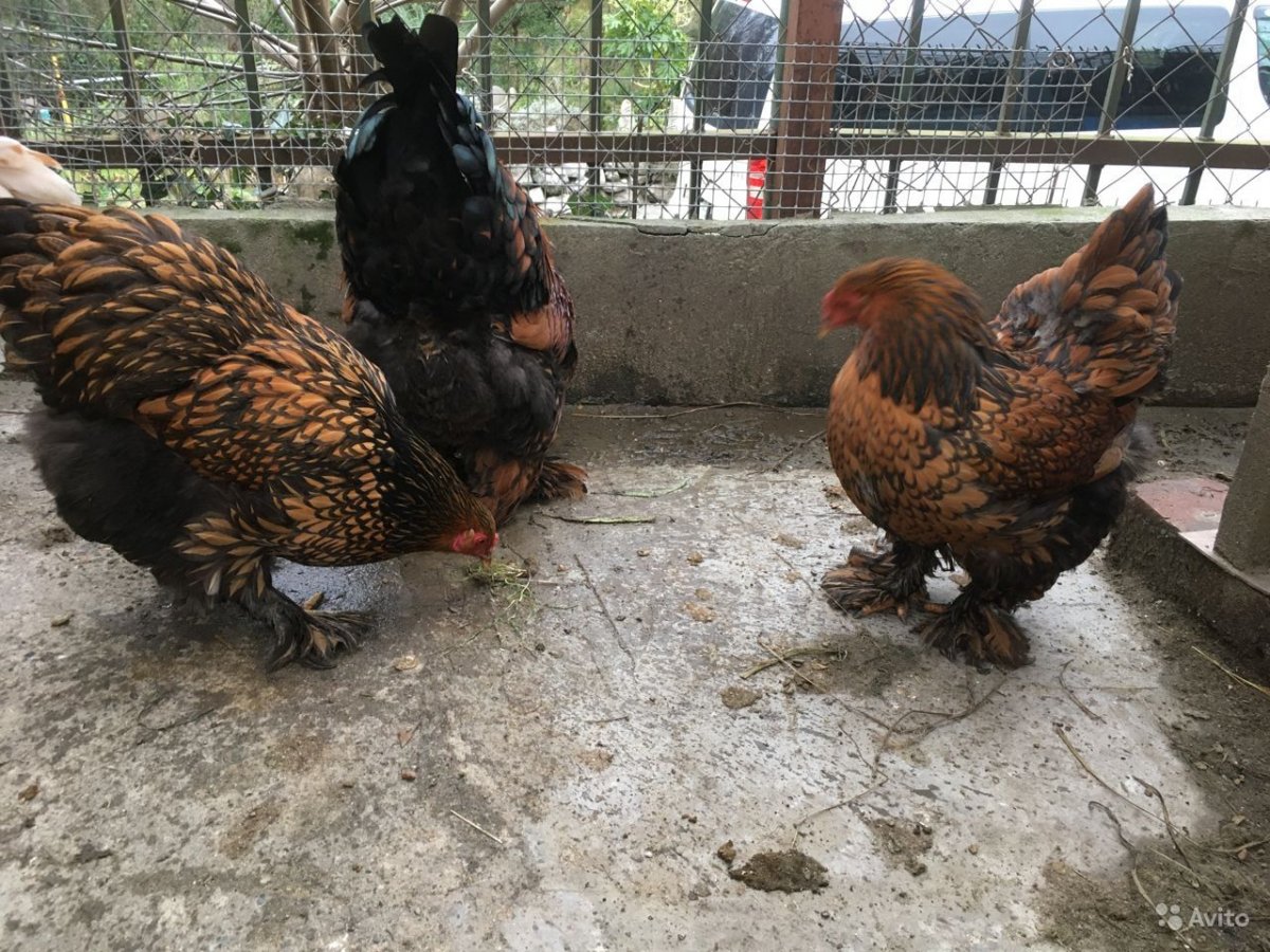 Лакеданзи порода кур