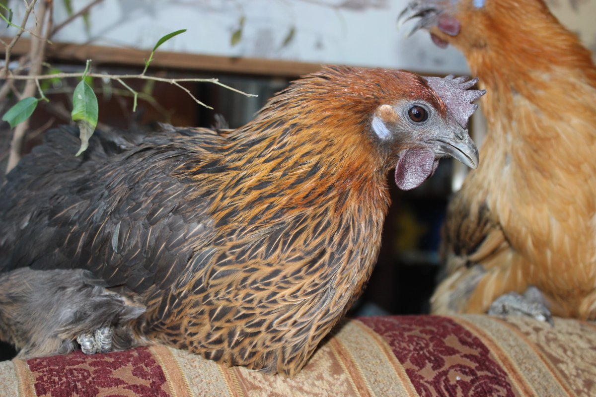 Куры породы Лакеданзи