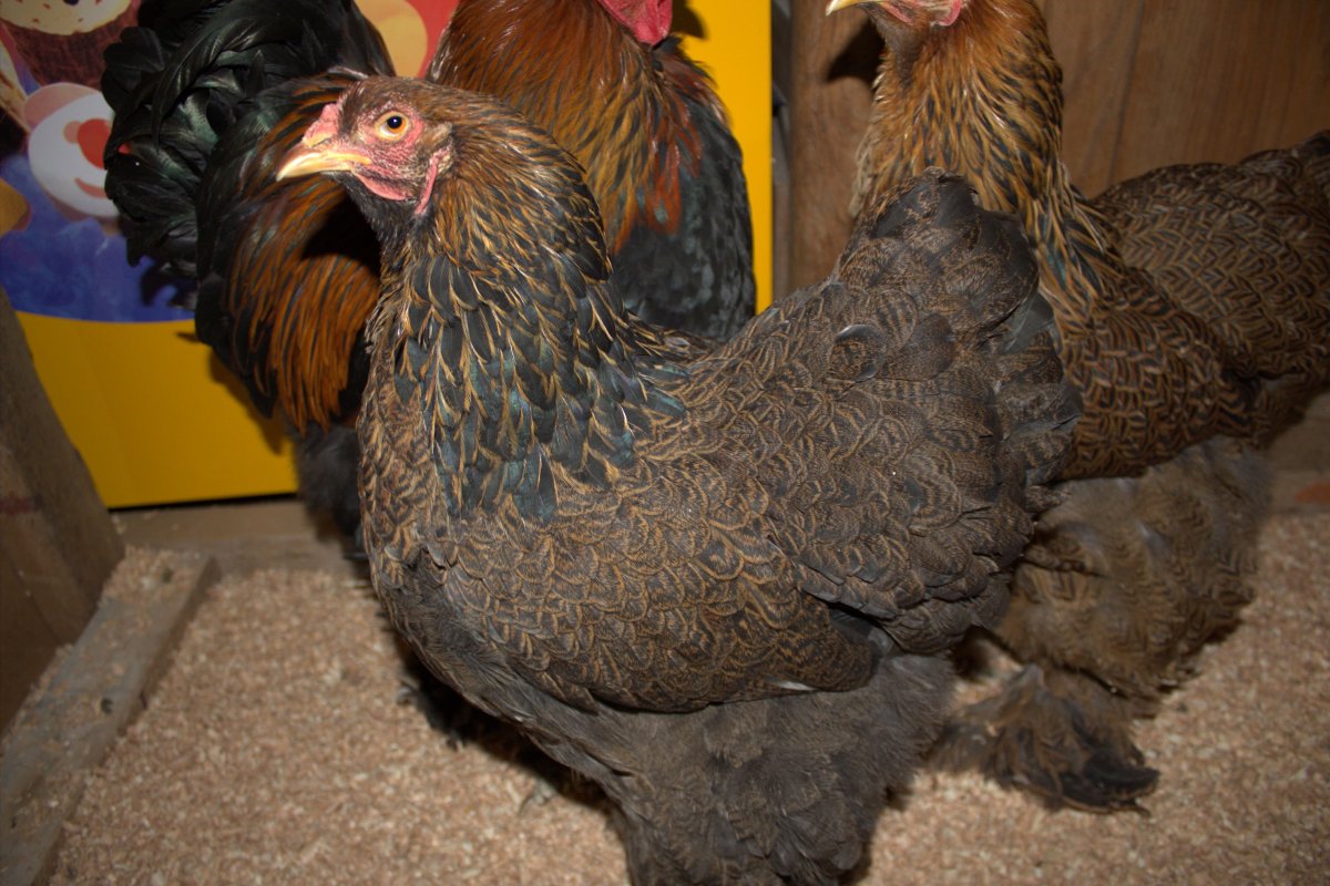 Куры Лакендази