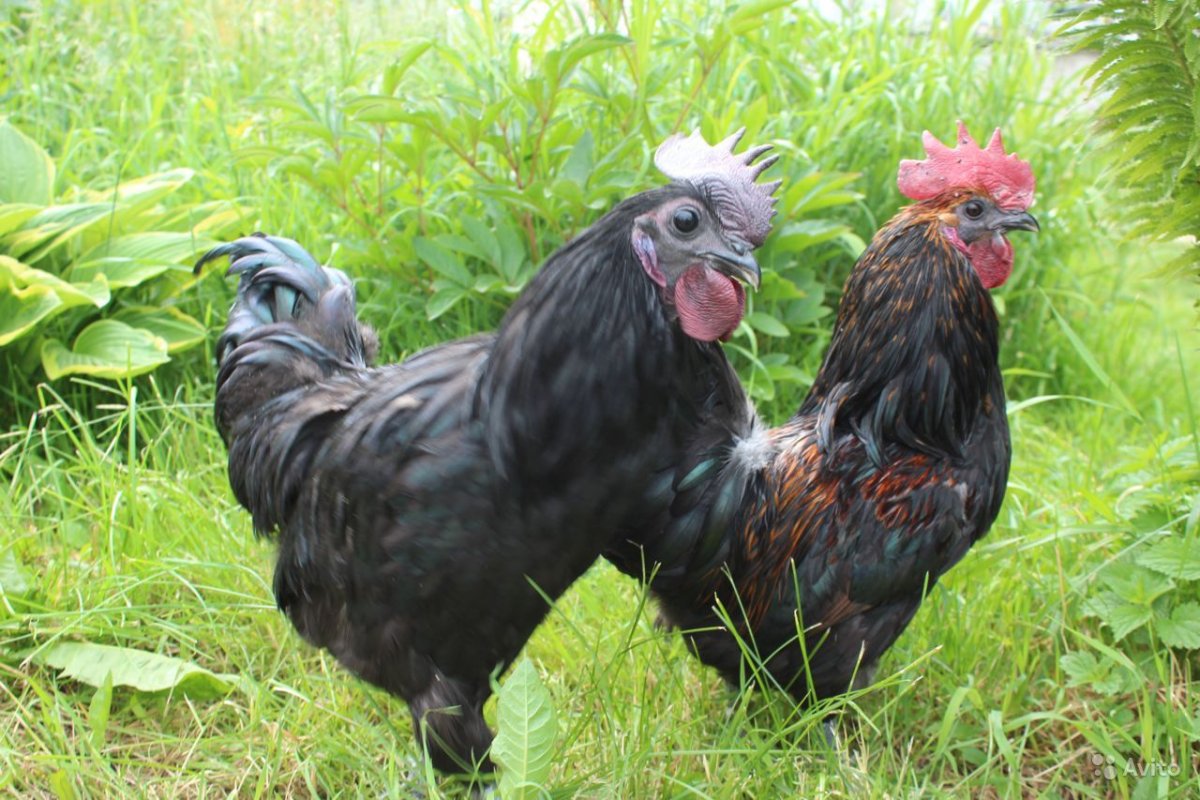 Генофонд петуха Лакеданзи в Москве купить