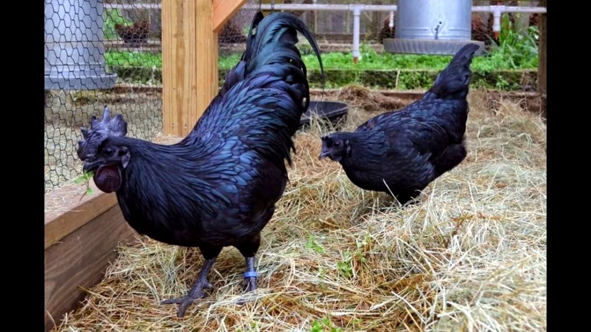 Аям Цемани куры