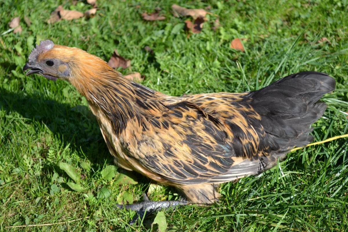 Лакеданзи порода кур