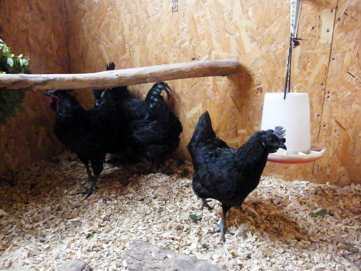 Ухейилюй куры с цыплятами