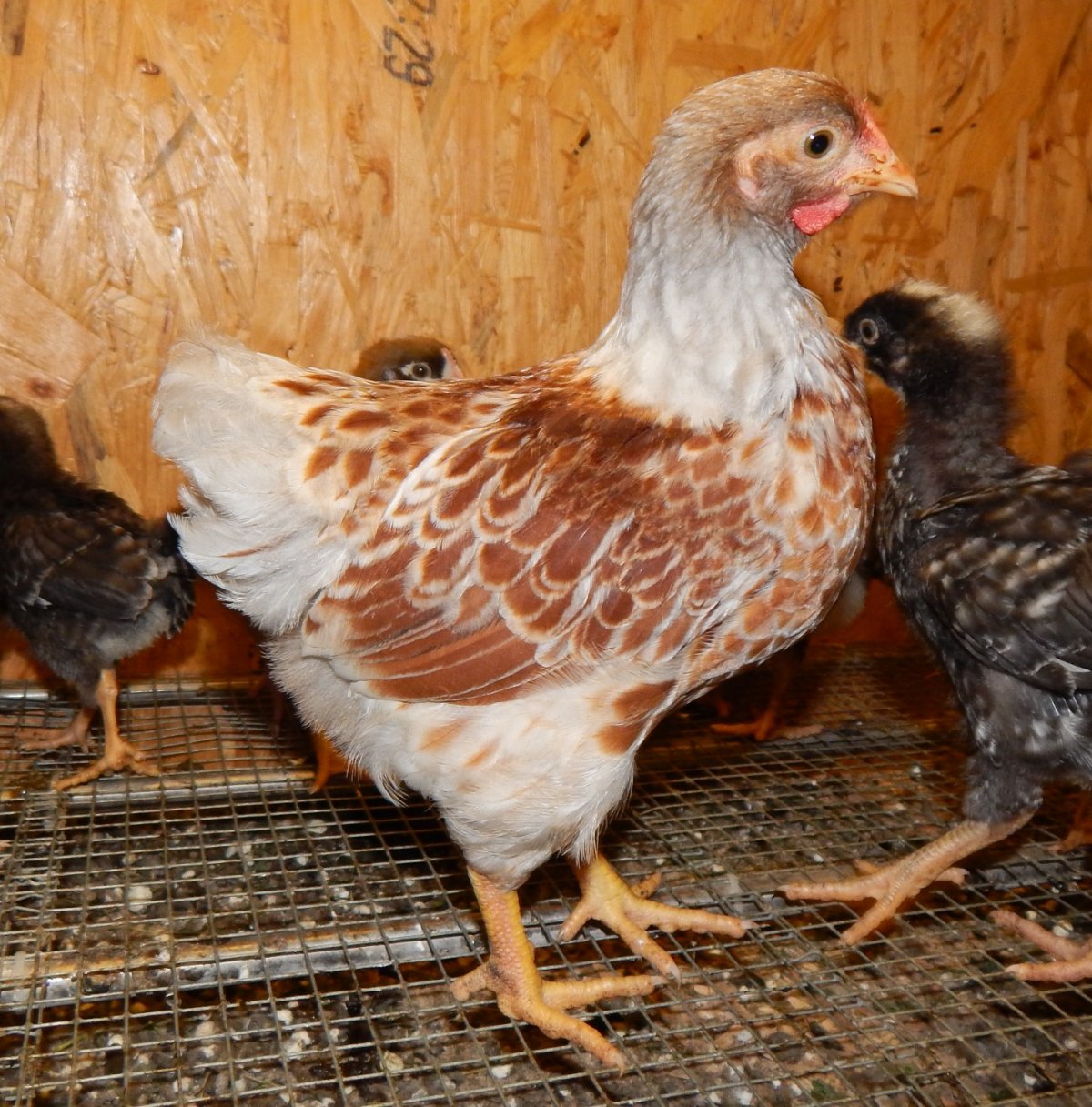 Люйкенданьцзы порода кур