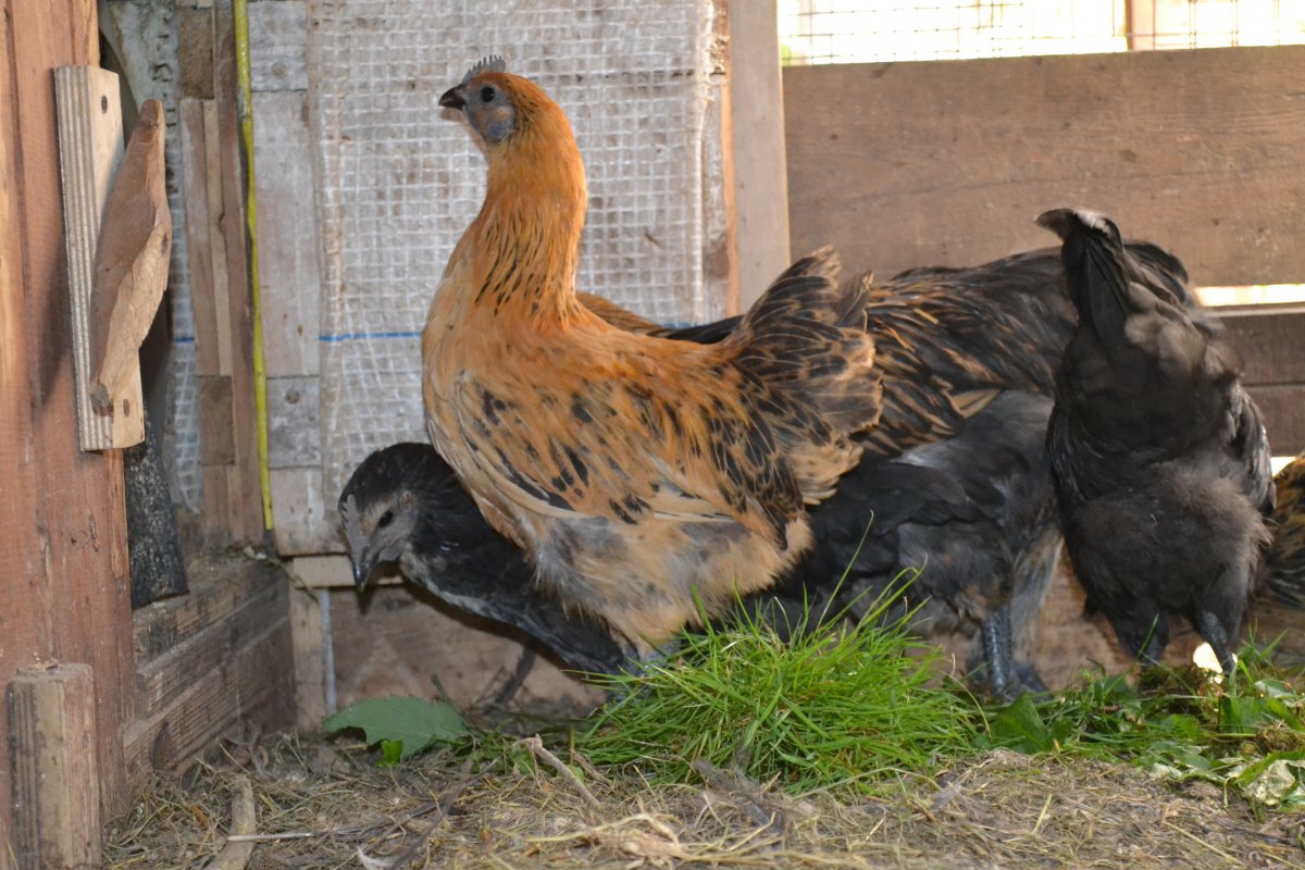 Люйкеданьцзи и Ухейилюй