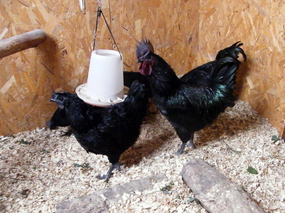 Куры породы Ухейилюй