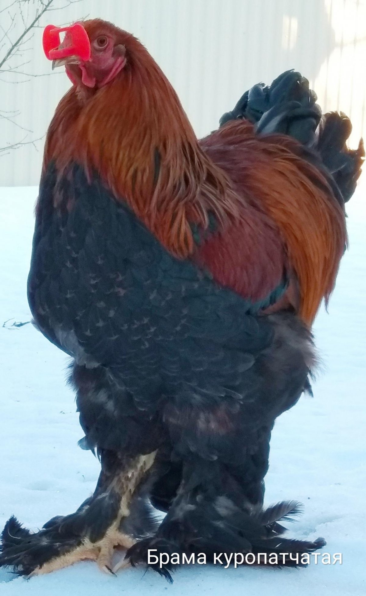 Австралорп, Брама, кохинхин, Маран