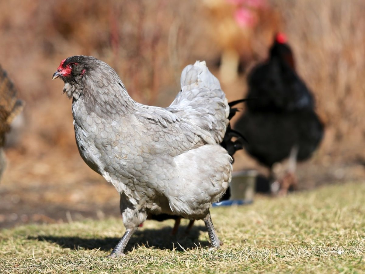 Сибирская мохноножка петух