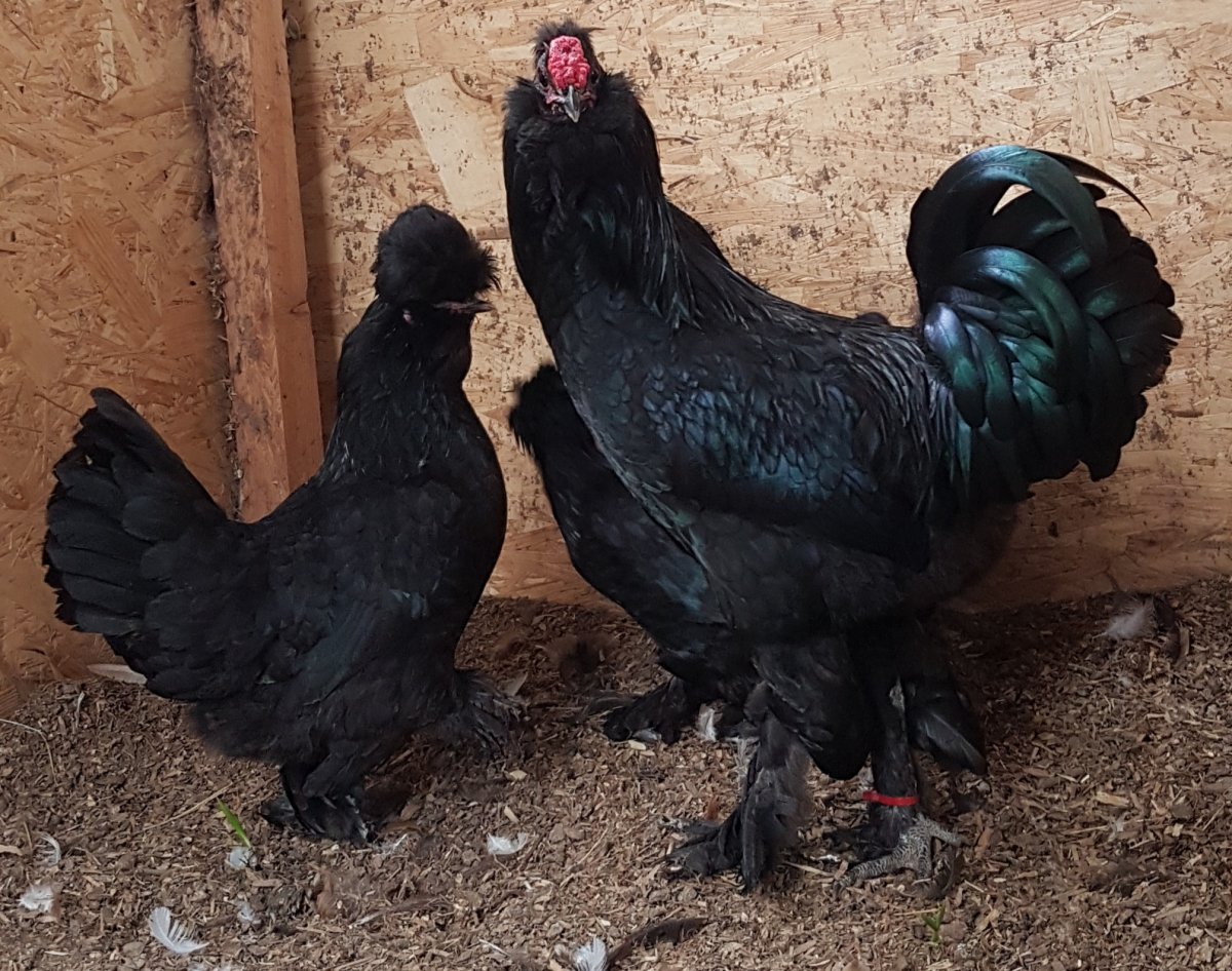 Курица Лакендази