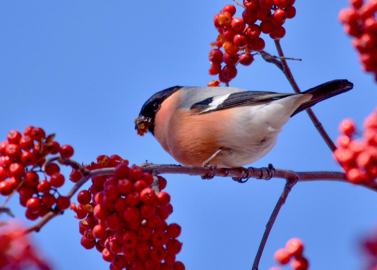 Зимние птицы в Украины