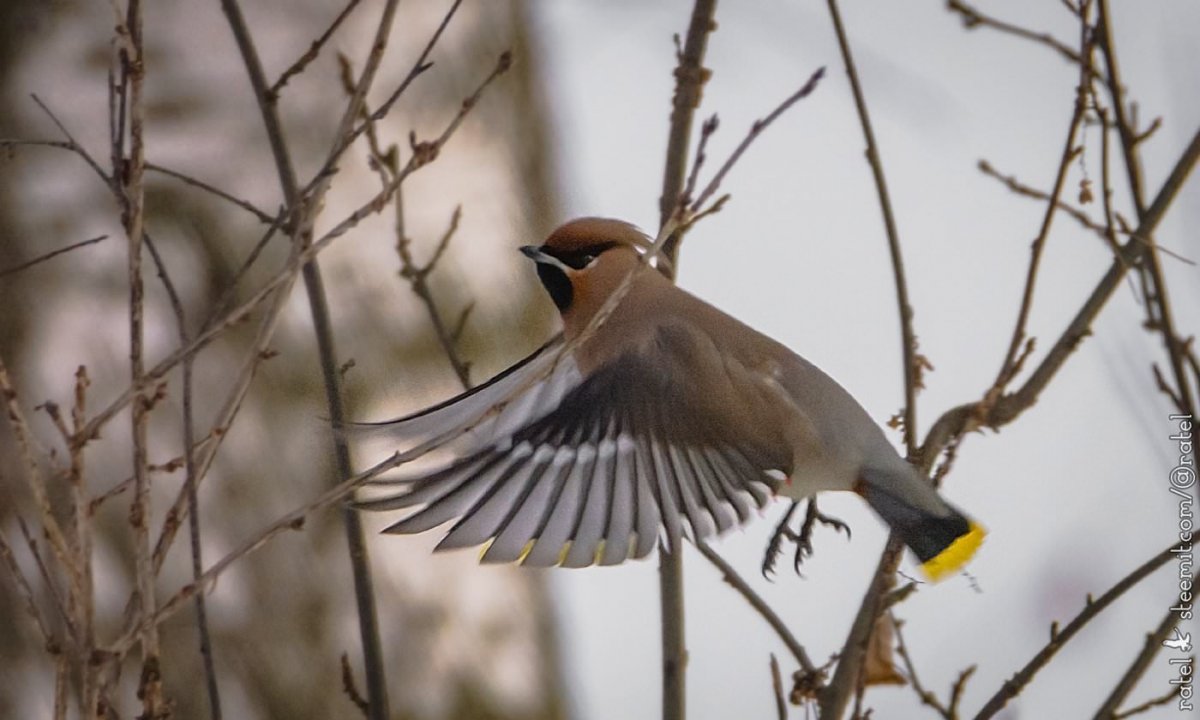 Зимующие птицы Алтайского края Снегири