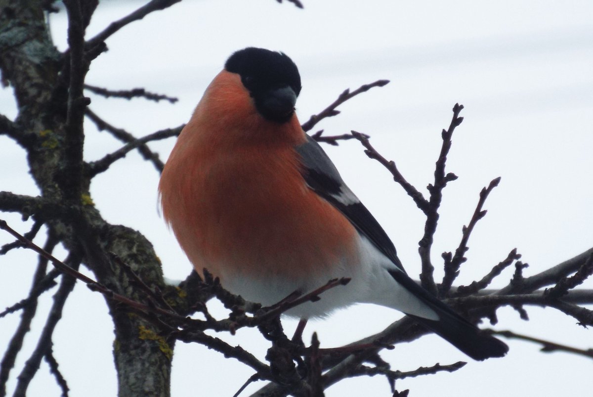 Дубонос и Снегирь