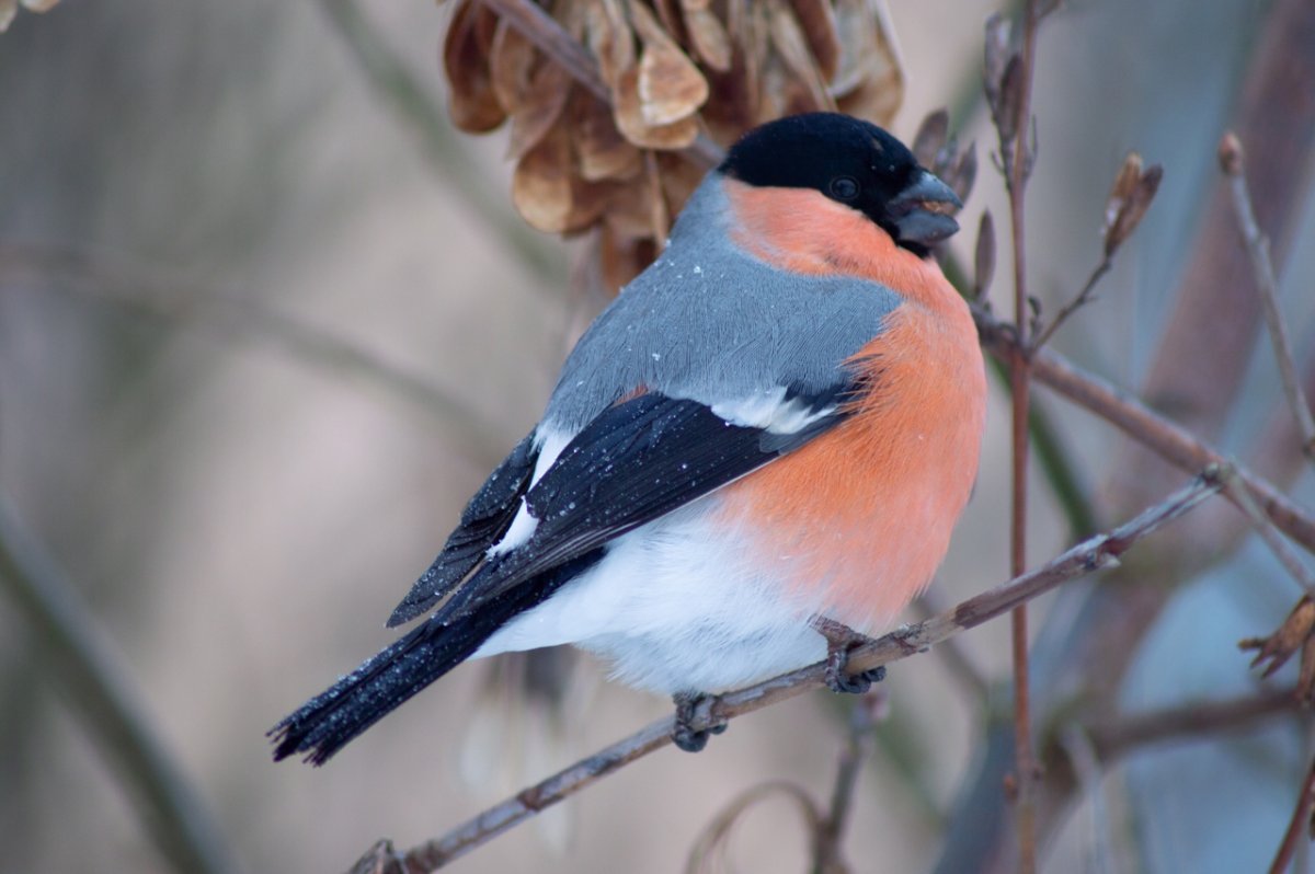 Птица с хохолком на голове Архангельская область