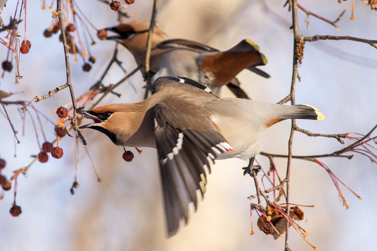 Свиристель Перелетная