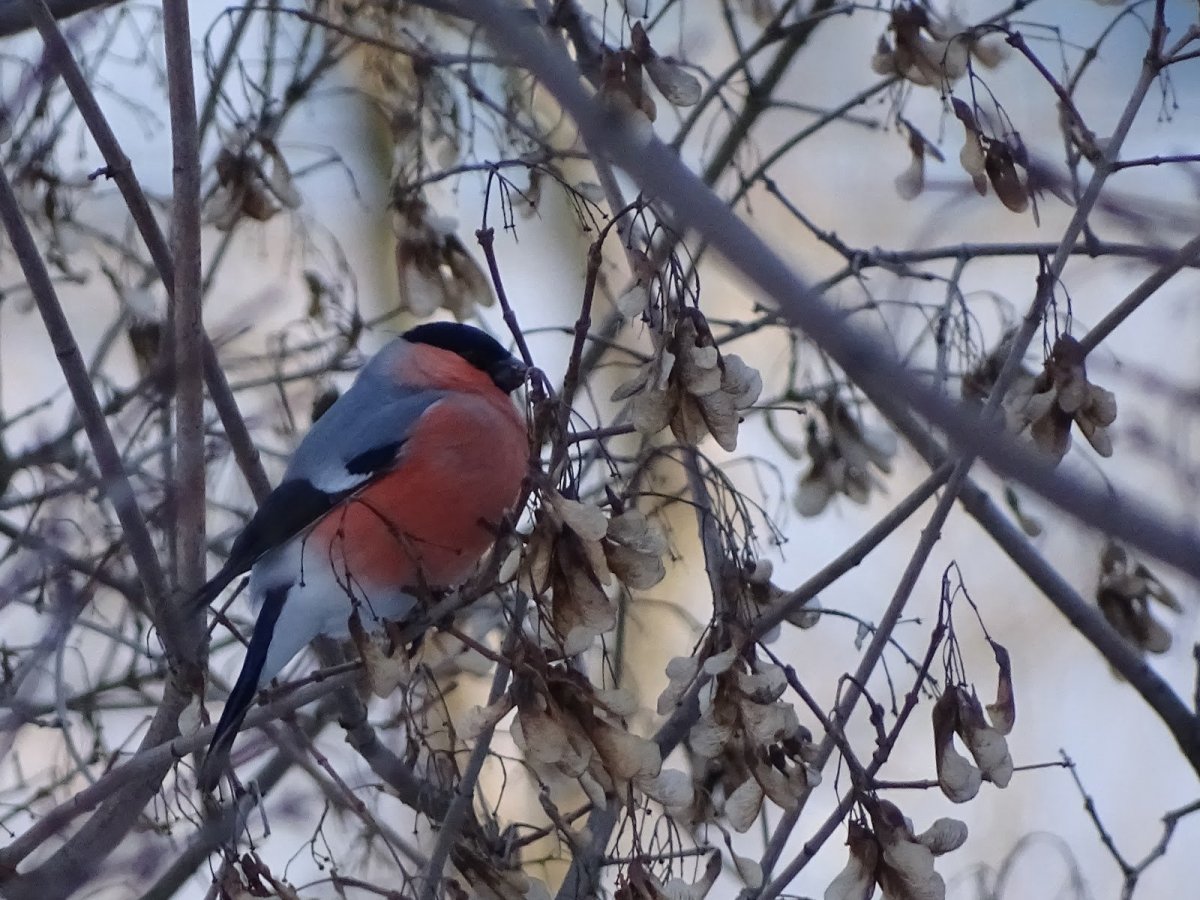 Птицы Марий Эл