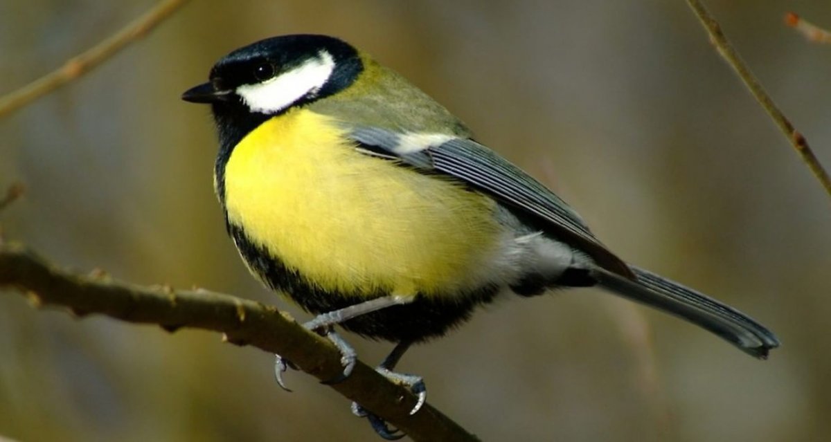 Свиристель Приморский край