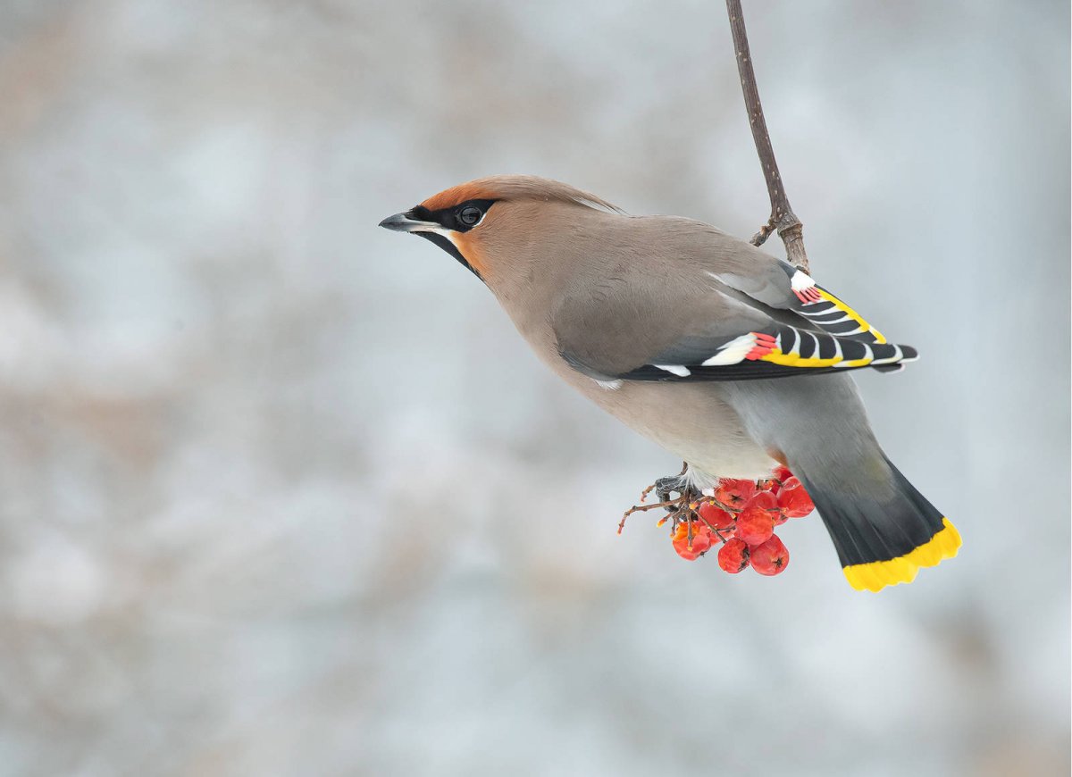 Птицы Снегири клесты