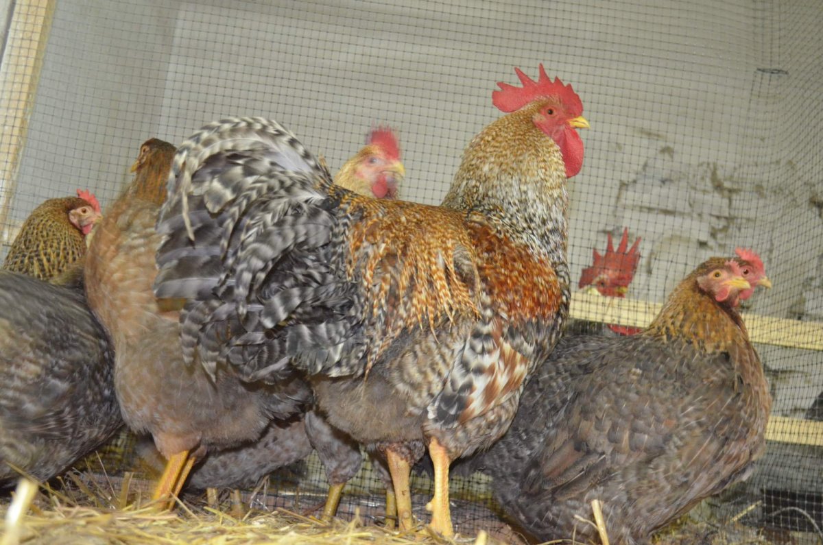 Бельведер куры