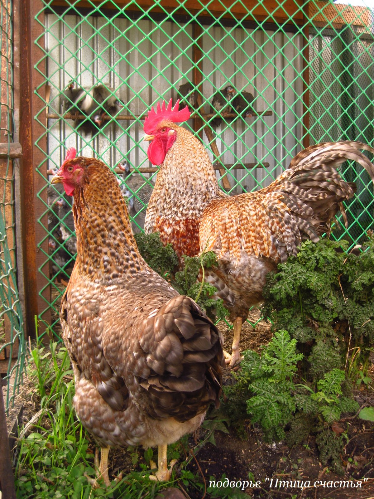 Билефельдер порода кур