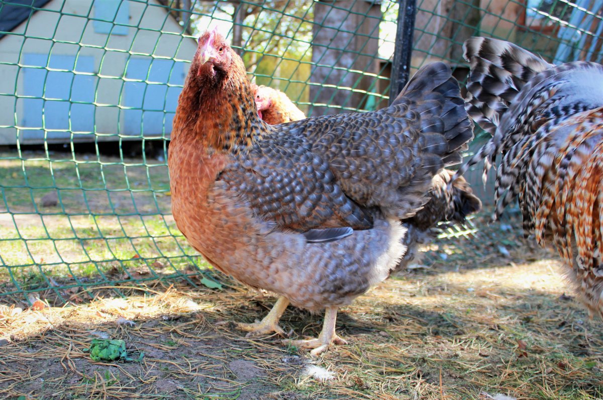 Куры породы Билефельдер