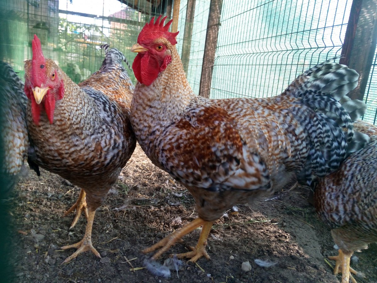 Куры Сульмталер