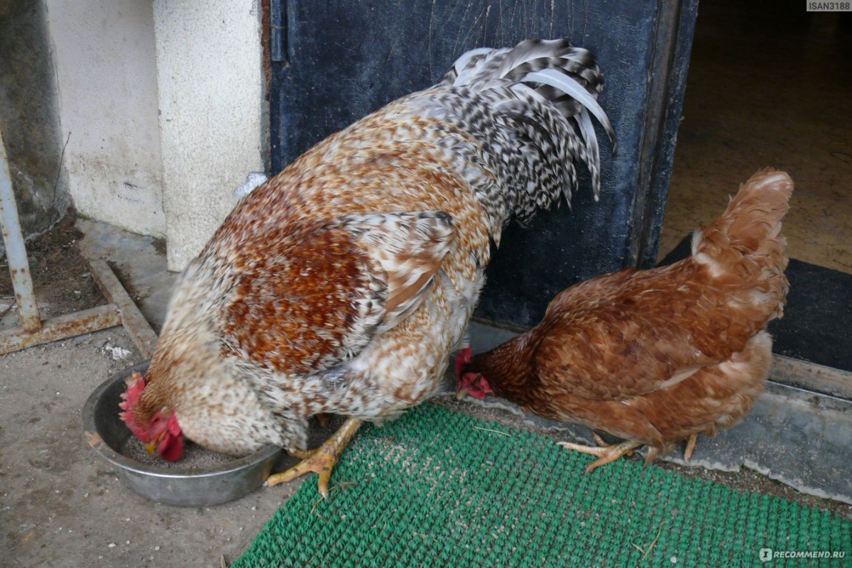 Бильфельд порода кур